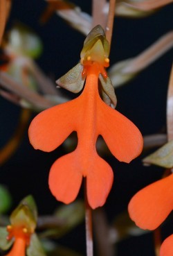 Habenaria rhodocheila