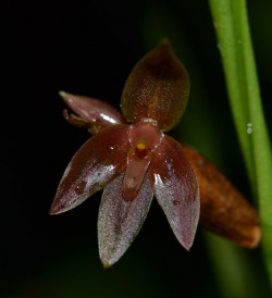 Talpinaria) sandemanii