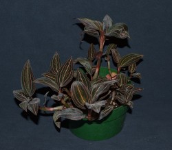 Ludisia discolor 