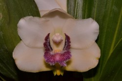 Bifrenaria harrisoniae