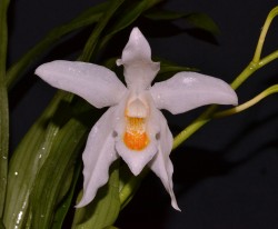 Coelogyne mooreana