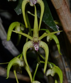 Dendrobium Hilda Poxon 