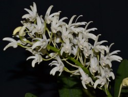 Dendrobium speciosum var pendunculatum