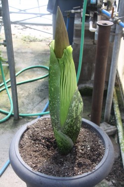 Corpse Flower