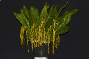 Dendrochilum cf latifolium