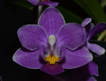 phal equestris