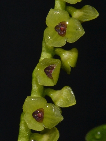 Stelis aemula