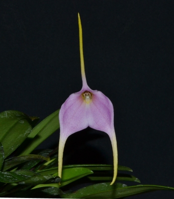 Masdevallia Ken Dole