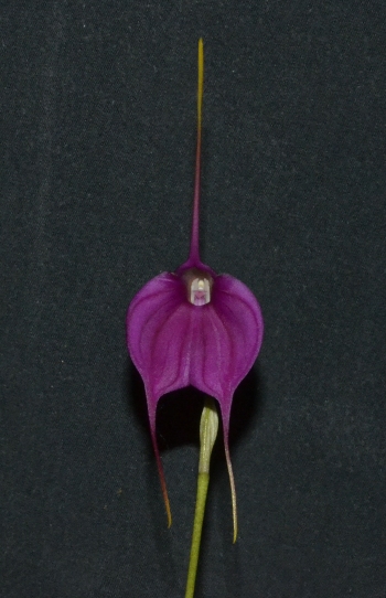 Masdevallia redwing