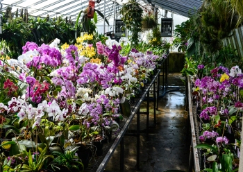 Greenhouse