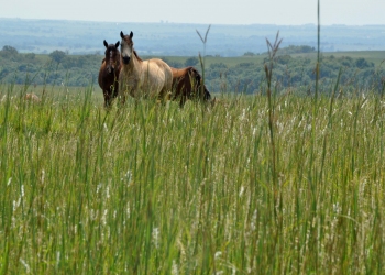 Horses near Grenola