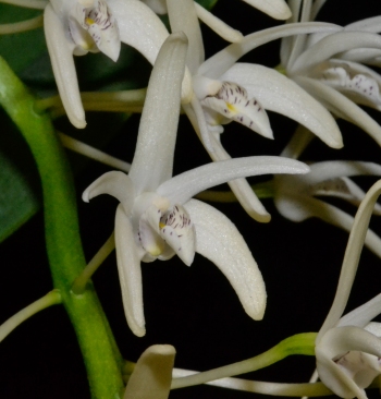 Dendrobium speciosum var pendactalon