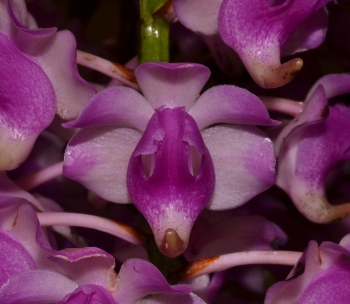 Aerides Punchinello