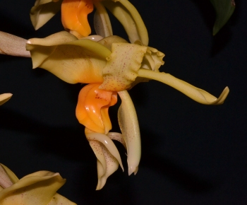 Stanhopea graveolens