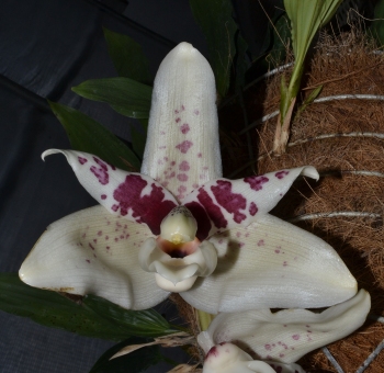 Stanhopea martiana