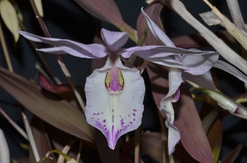 Barkeria spectabilis