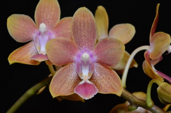 Phal Kuntrati