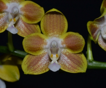 Phal golden butterfly