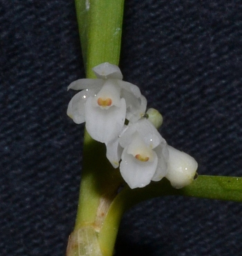 Scaphyglottis be