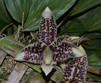 Stanhopea