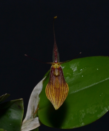 restrepia brachypus