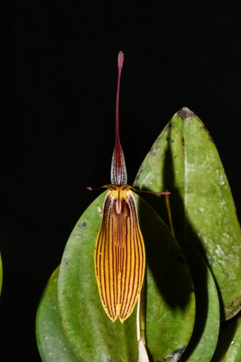 Restrepia striata