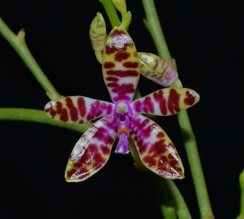 phal bastannii