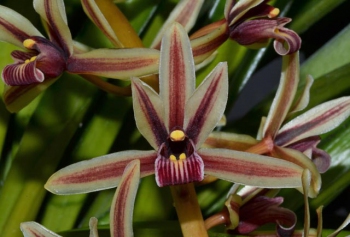 cymbidium